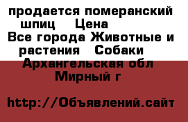 продается померанский шпиц  › Цена ­ 35 000 - Все города Животные и растения » Собаки   . Архангельская обл.,Мирный г.